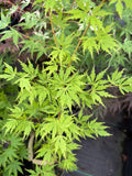Green Twinkle