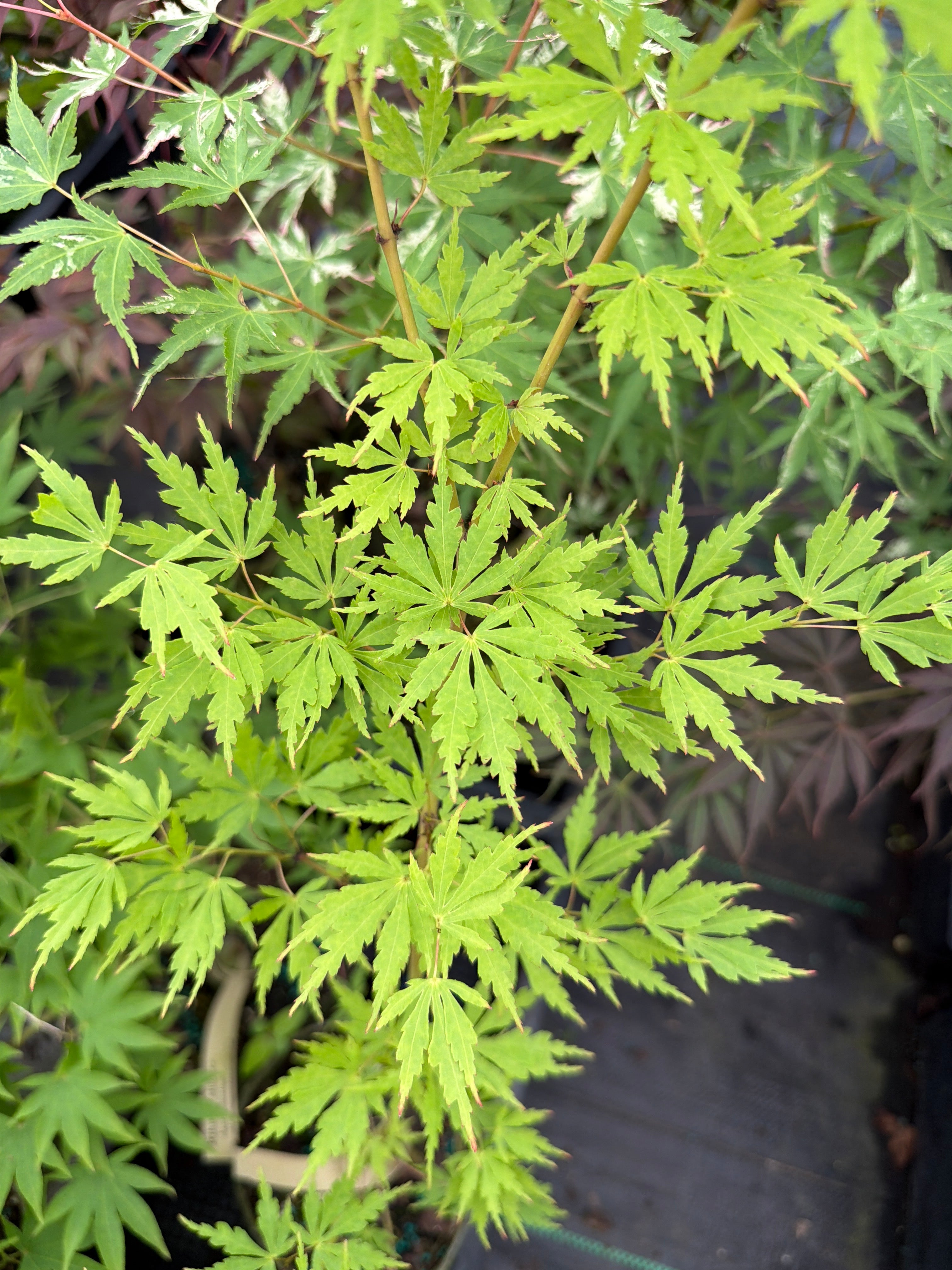 Green Twinkle