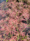 Ornatum