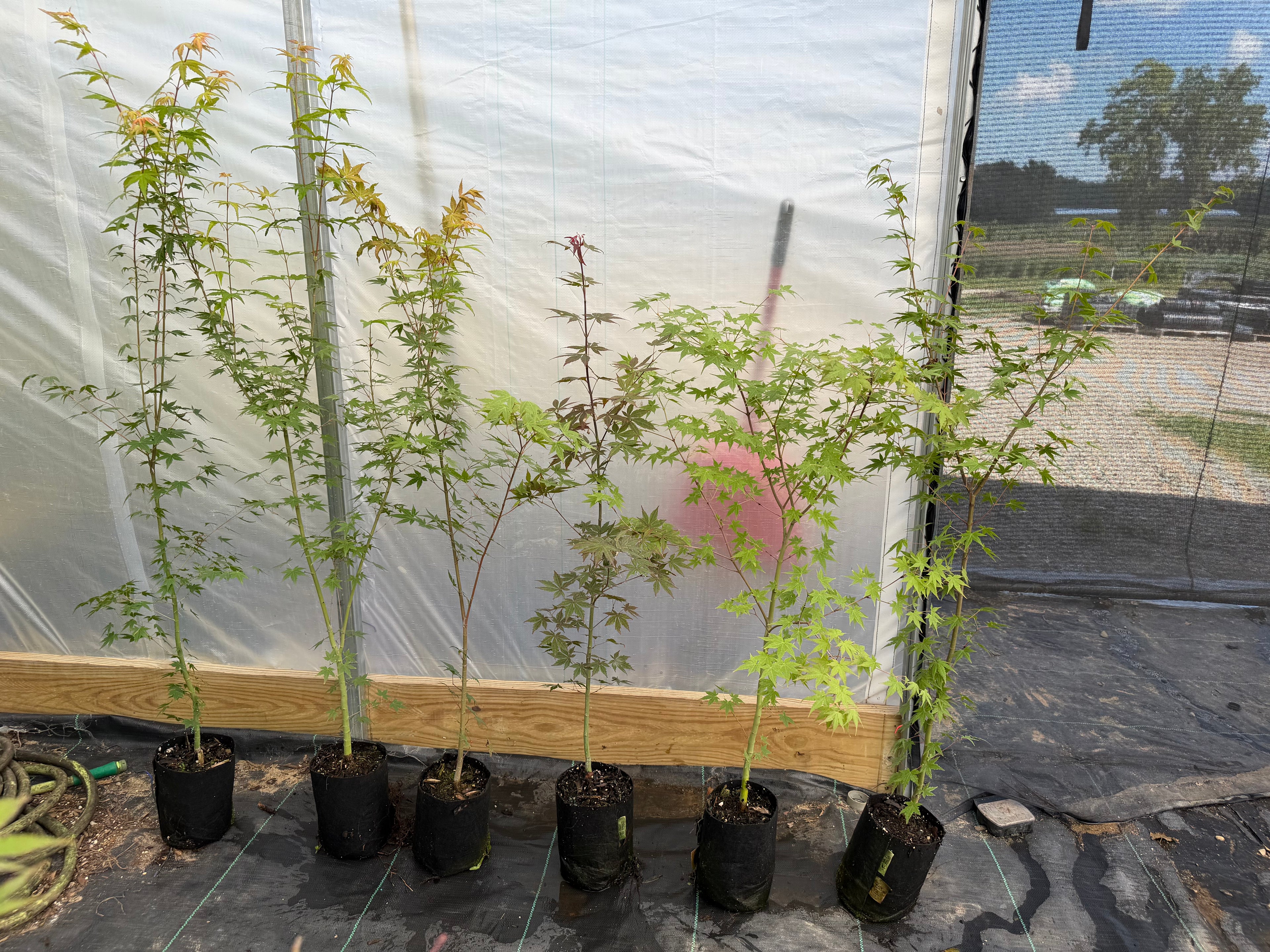 Japanese Maple Seedlings