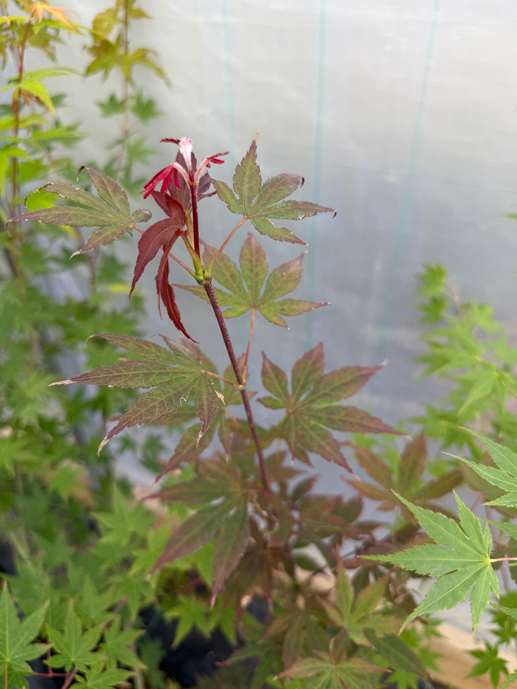 Japanese Maple Seedlings
