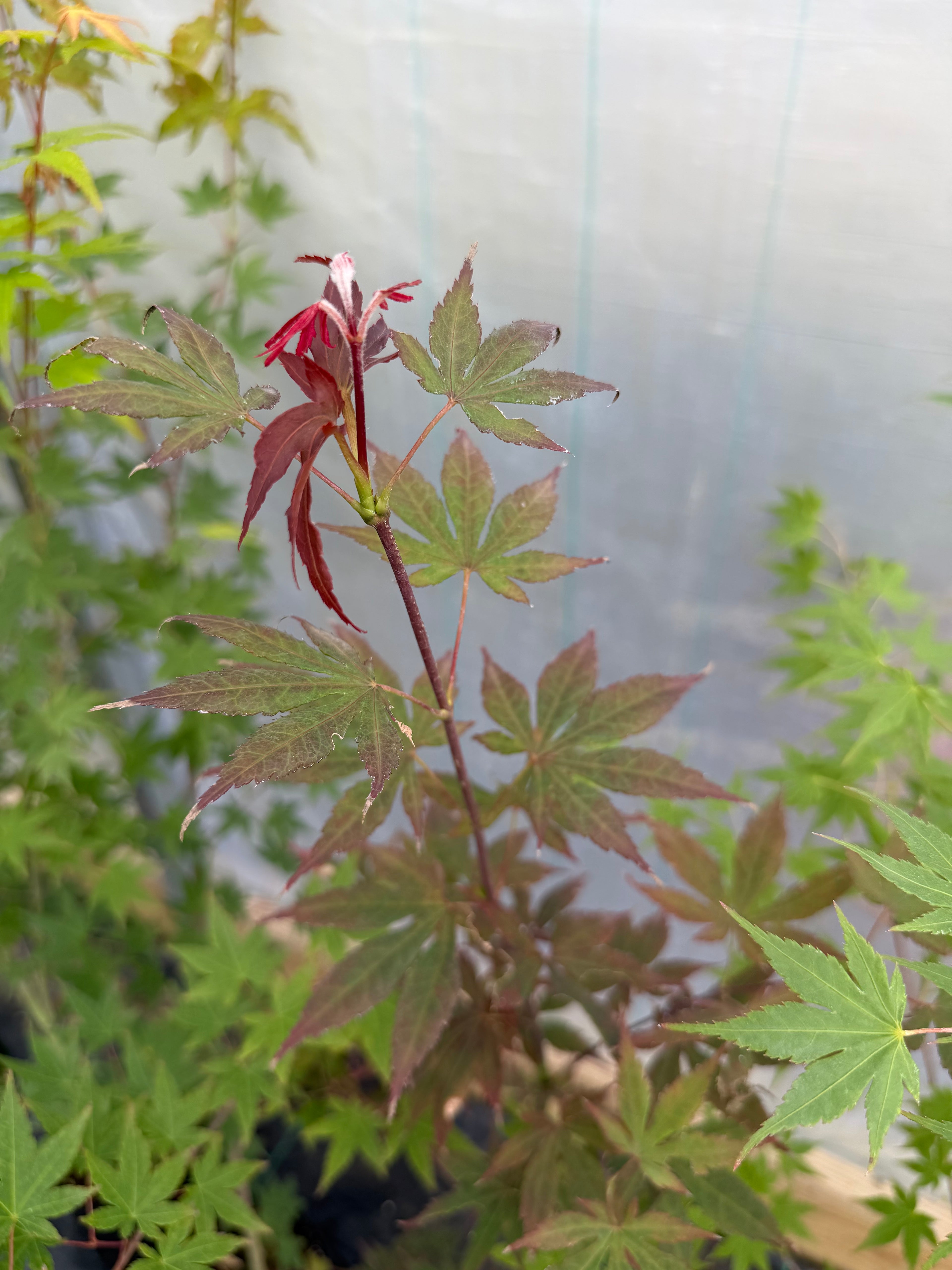Japanese Maple Seedlings