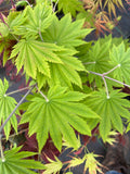 Vitifolium