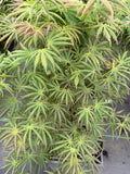 Green Trompenburg