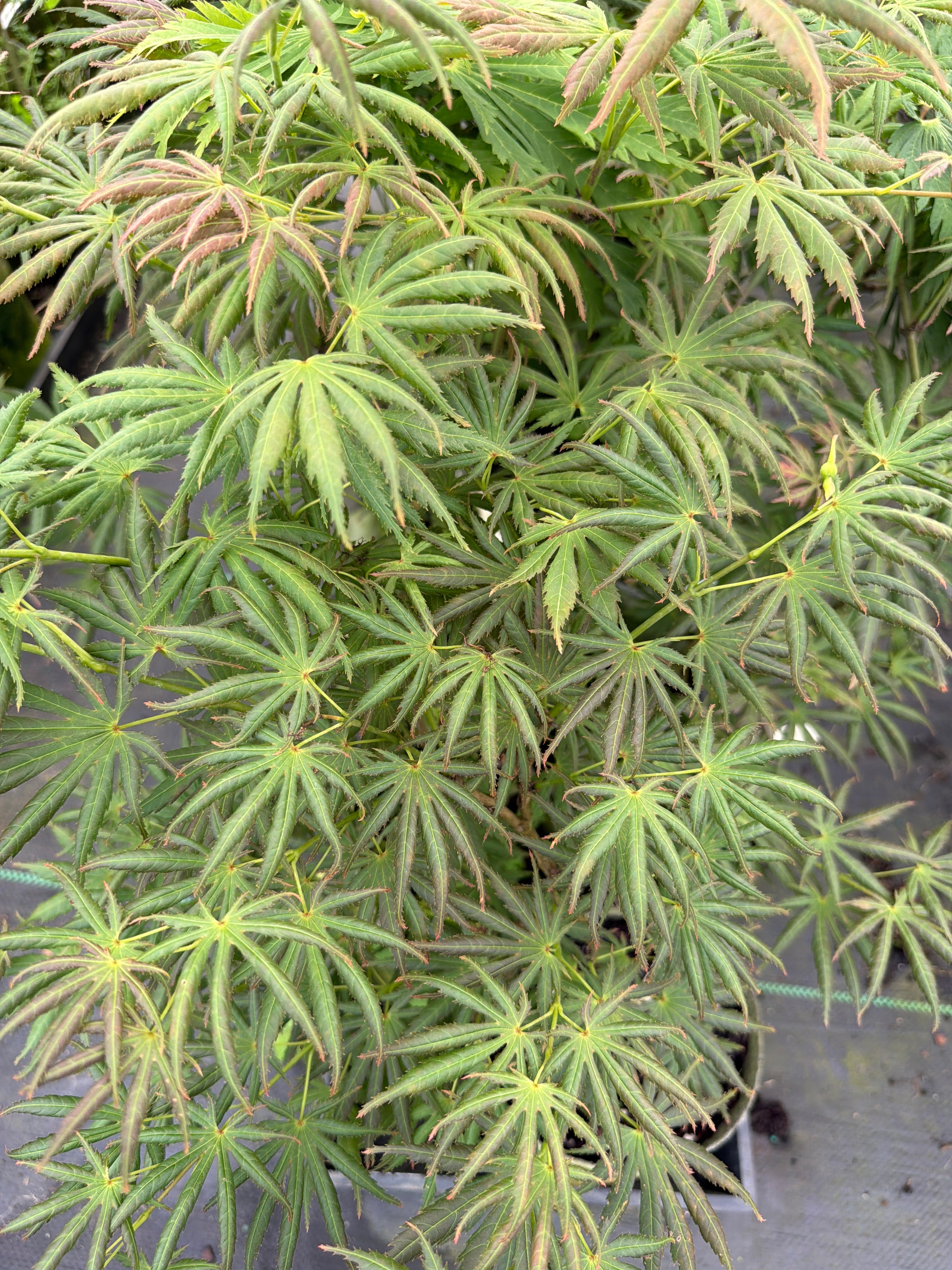 Green Trompenburg