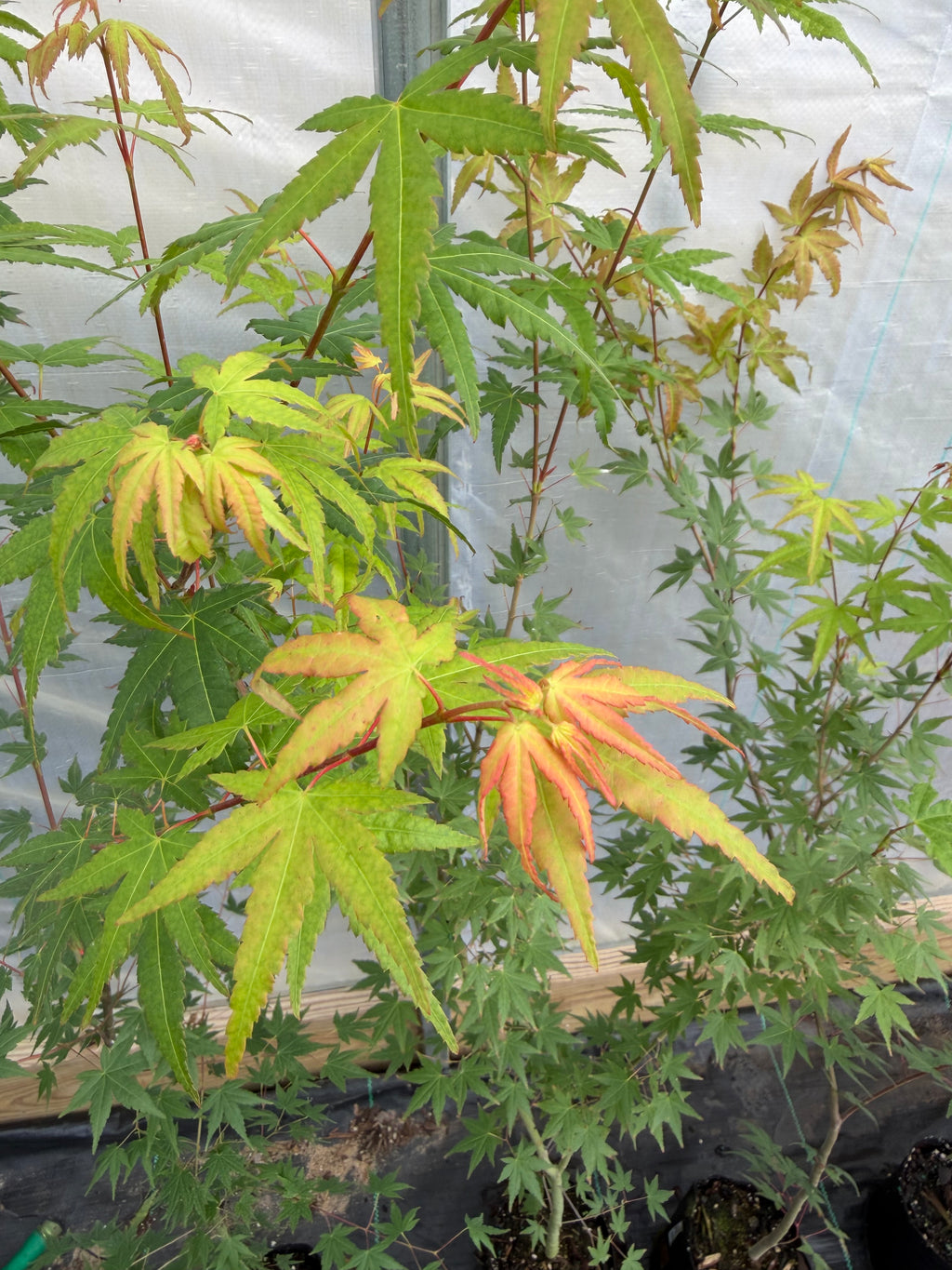 Japanese Maple Seedlings