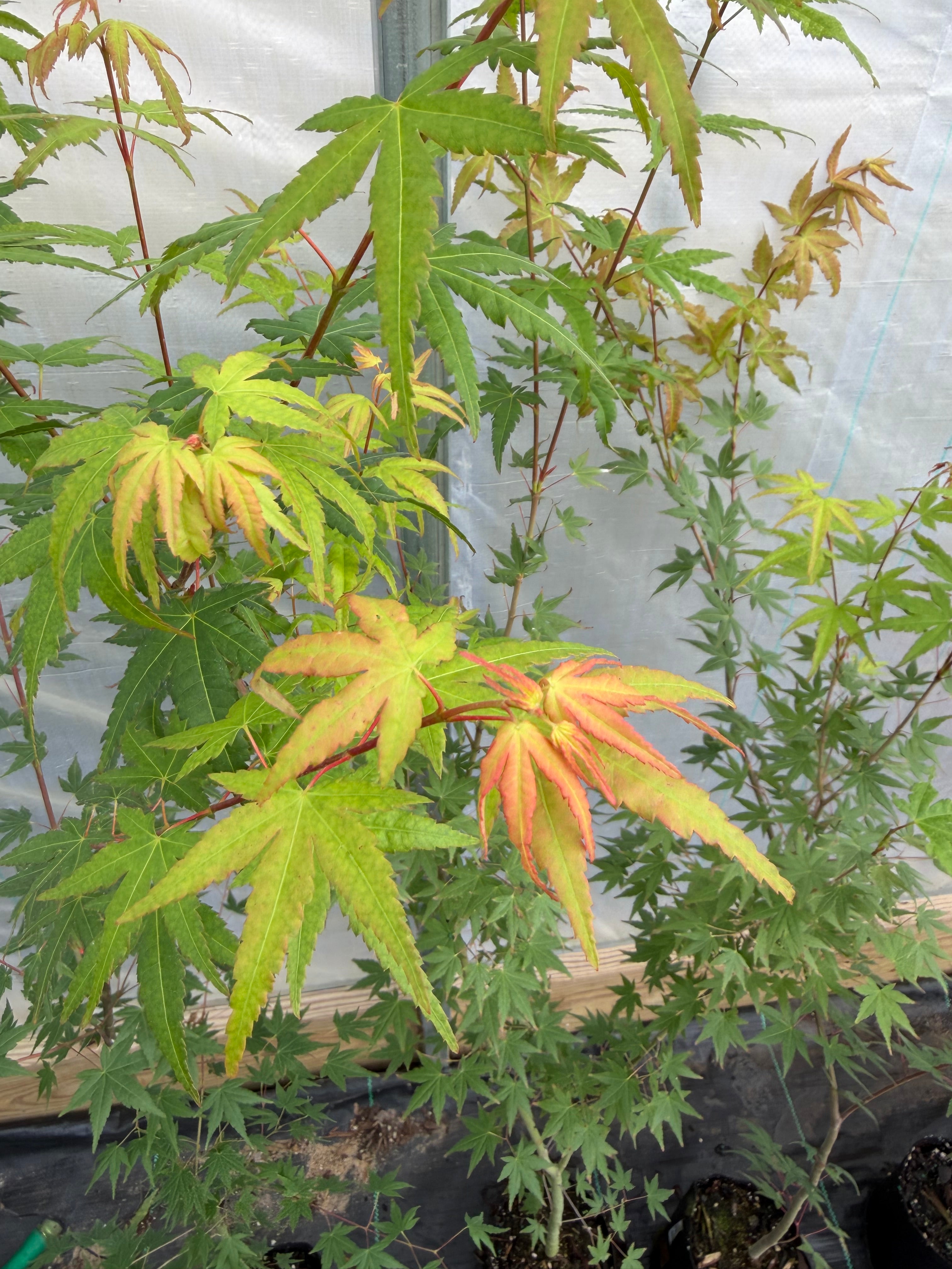 Japanese Maple Seedlings
