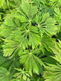 Aconitifolium