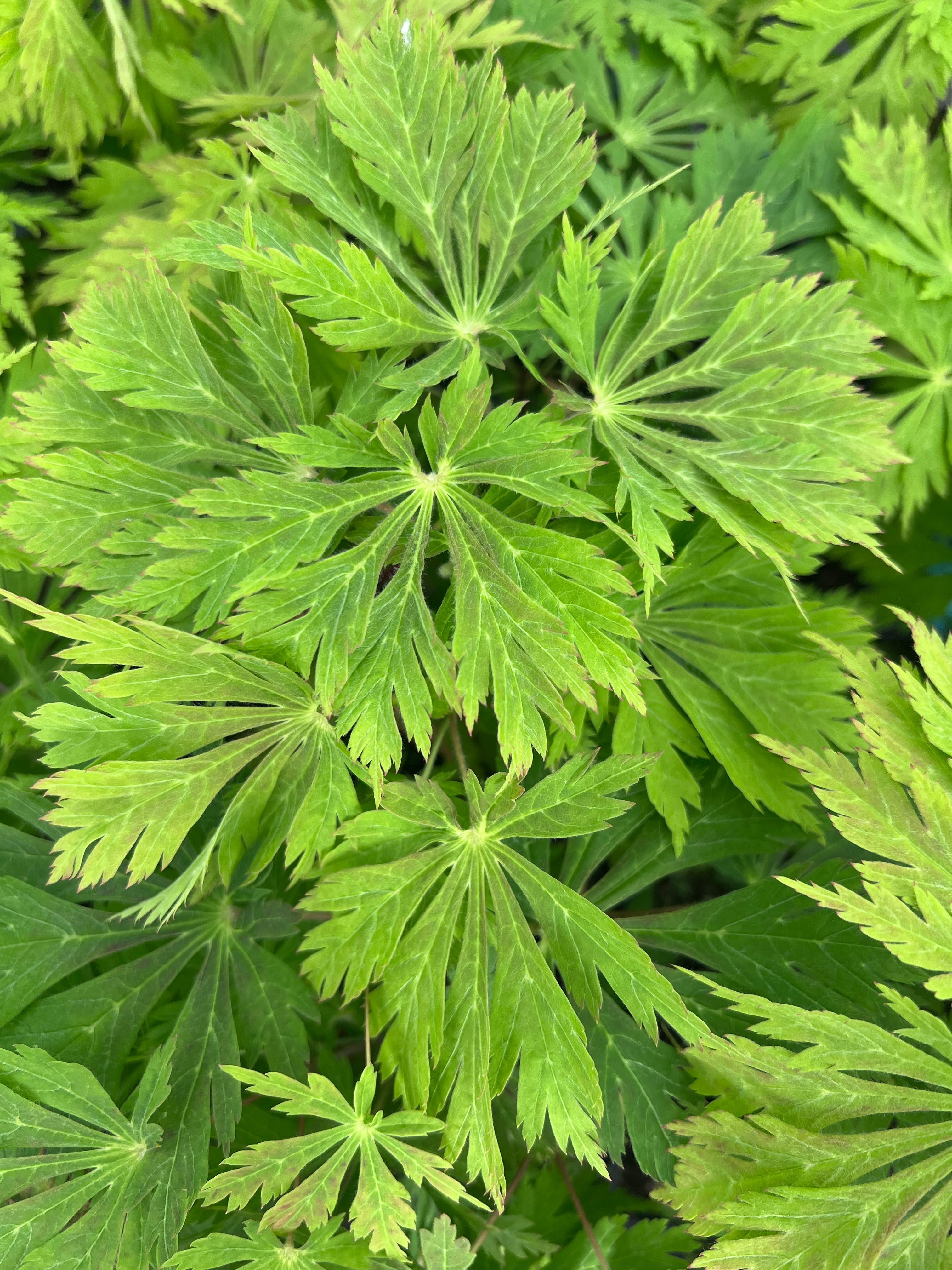 Aconitifolium