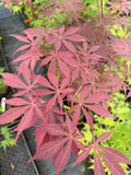 Sherwood Flame