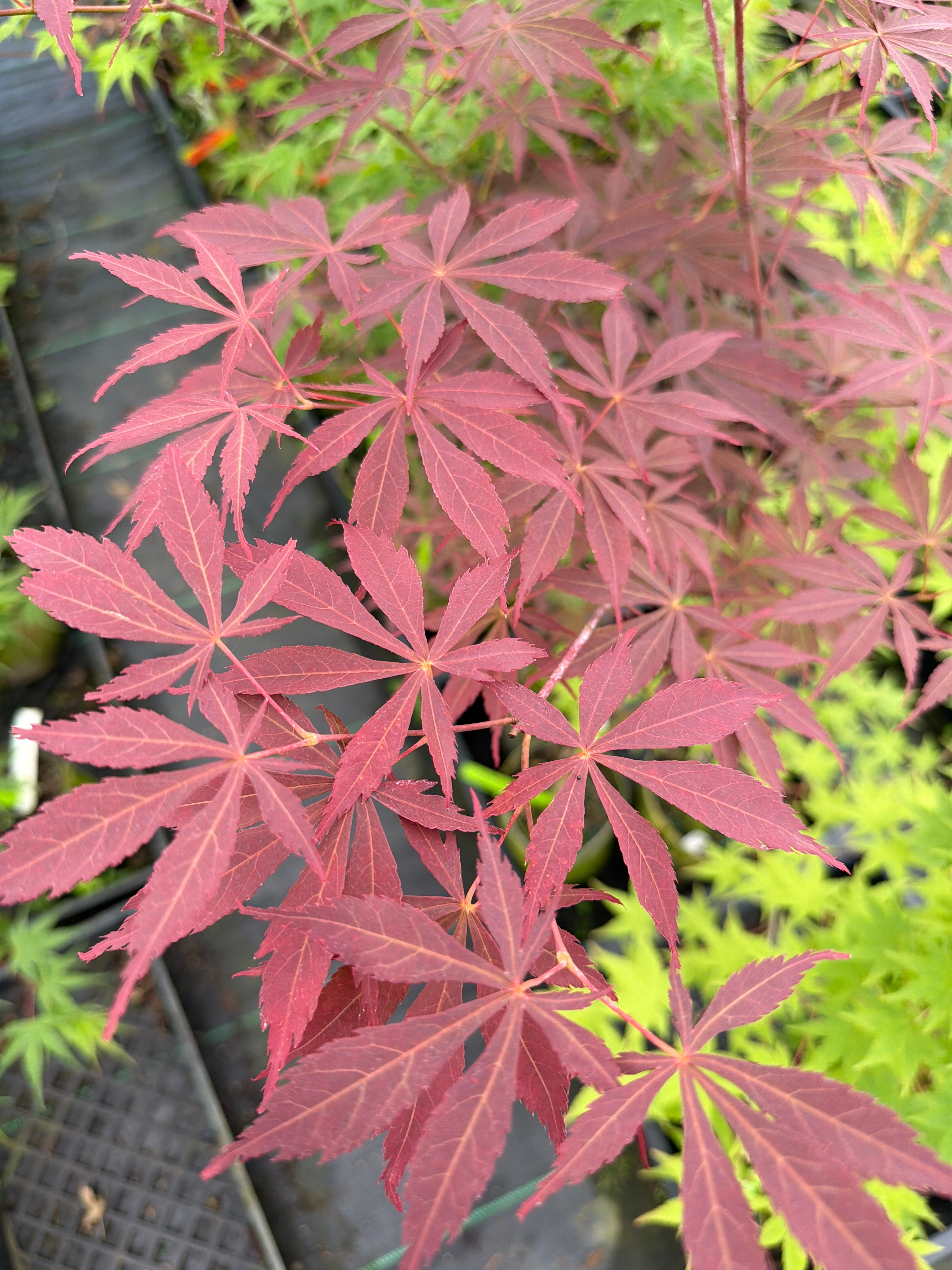 Sherwood Flame