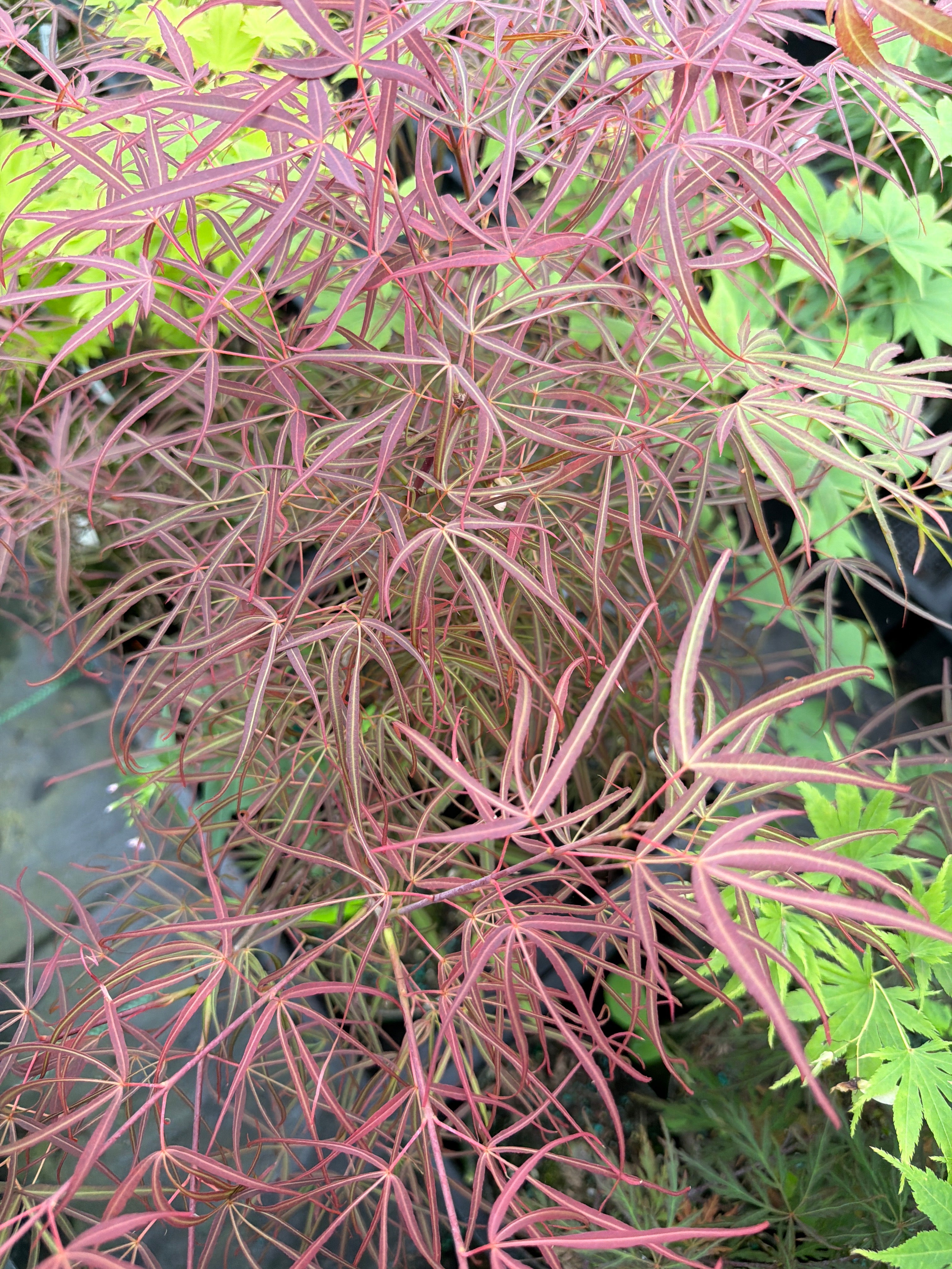 Scolopendrifolium