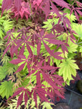 Crimson Carole