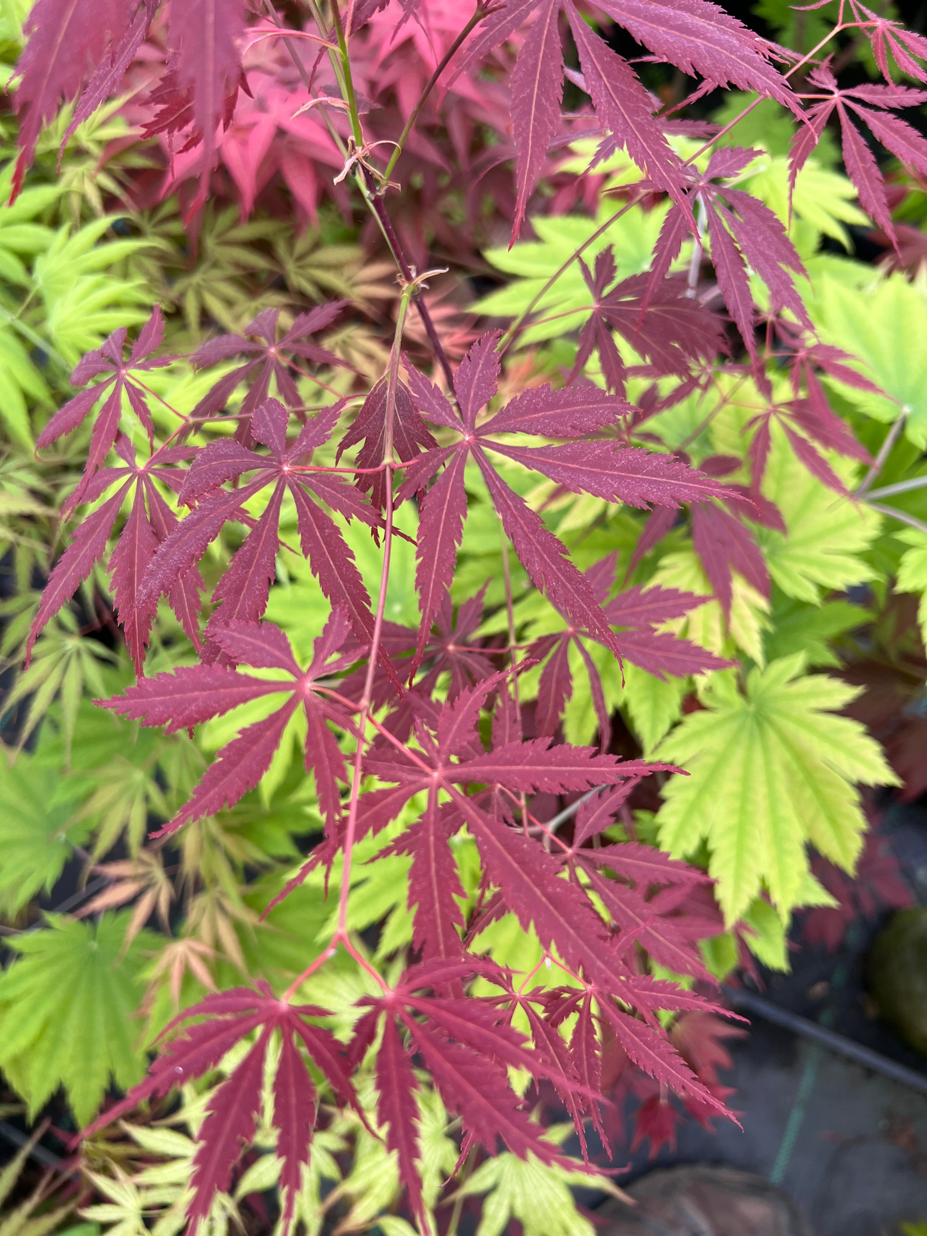 Crimson Carole