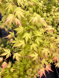 Katsura