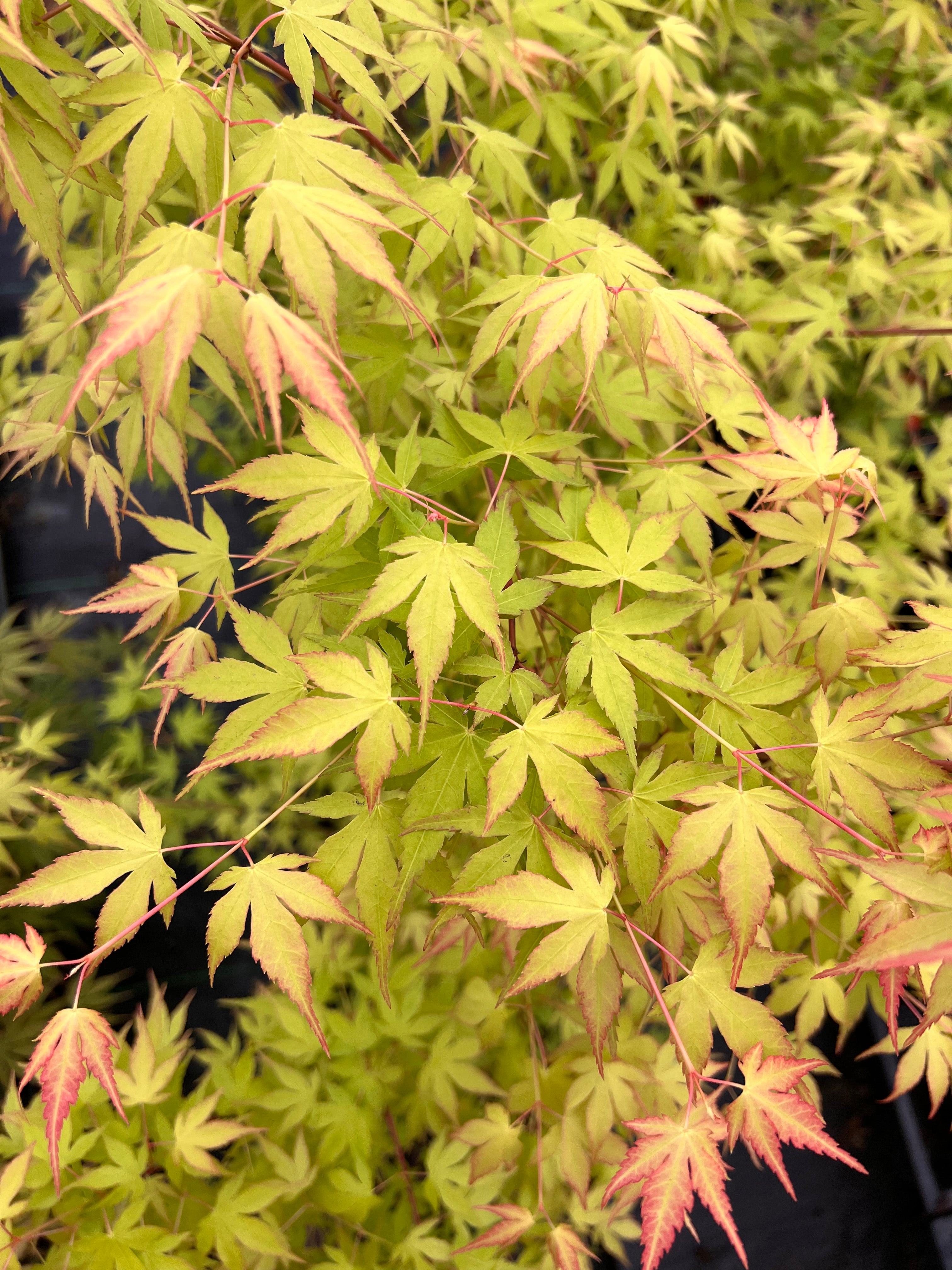Katsura