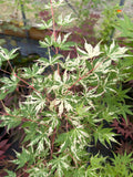 Uzen nishiki