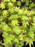 Tsuma gaki