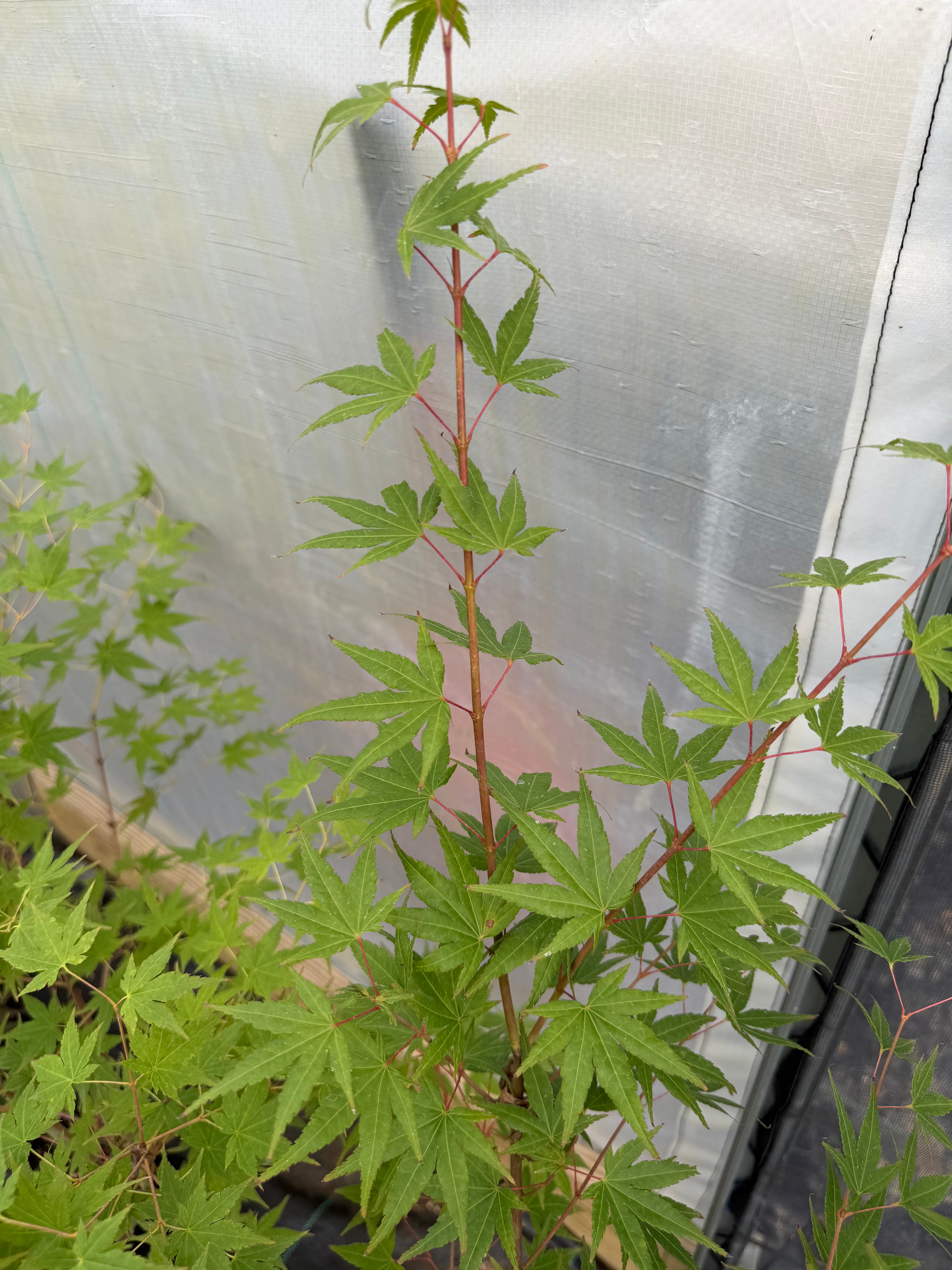 Japanese Maple Seedlings