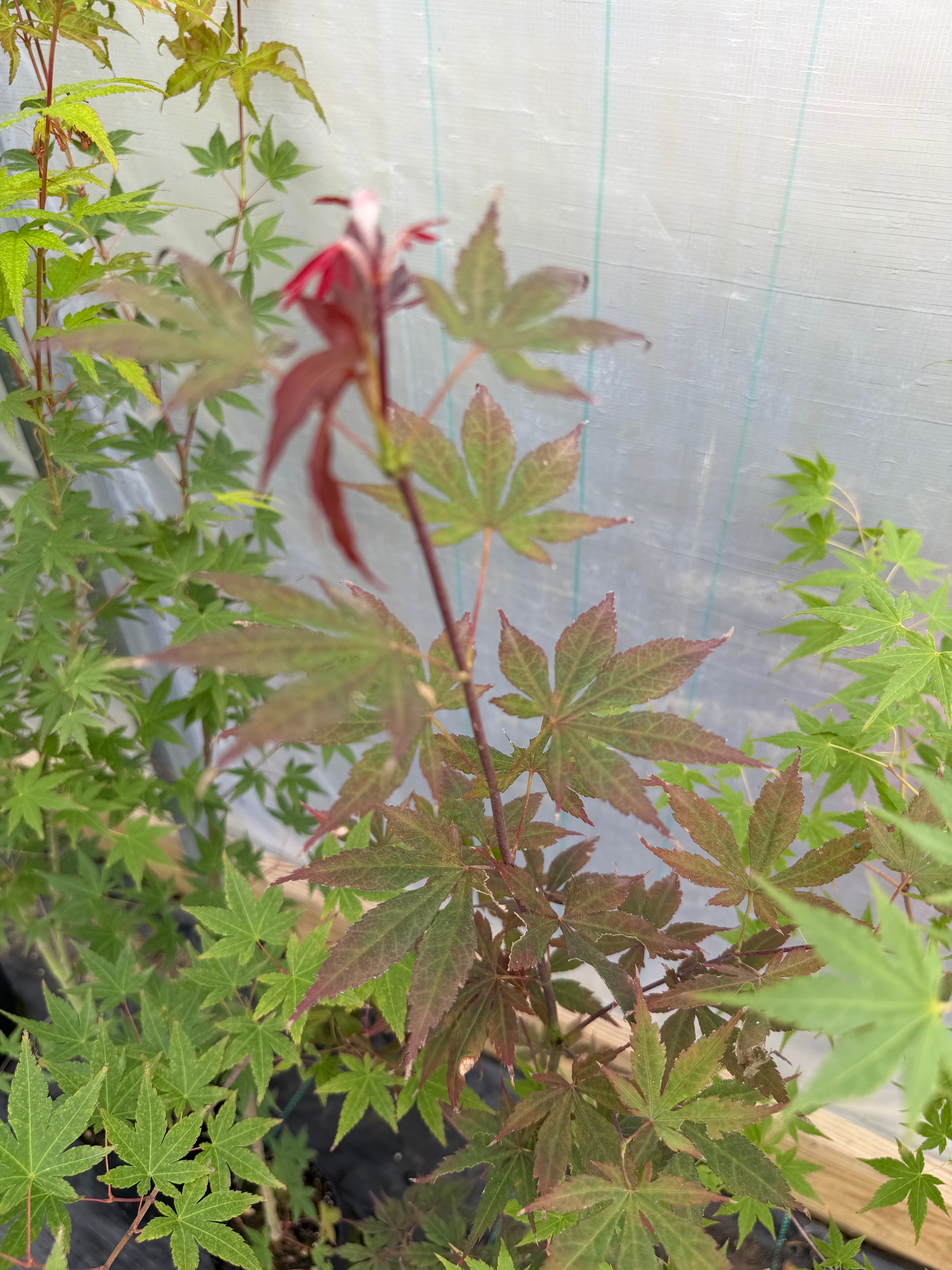 Japanese Maple Seedlings