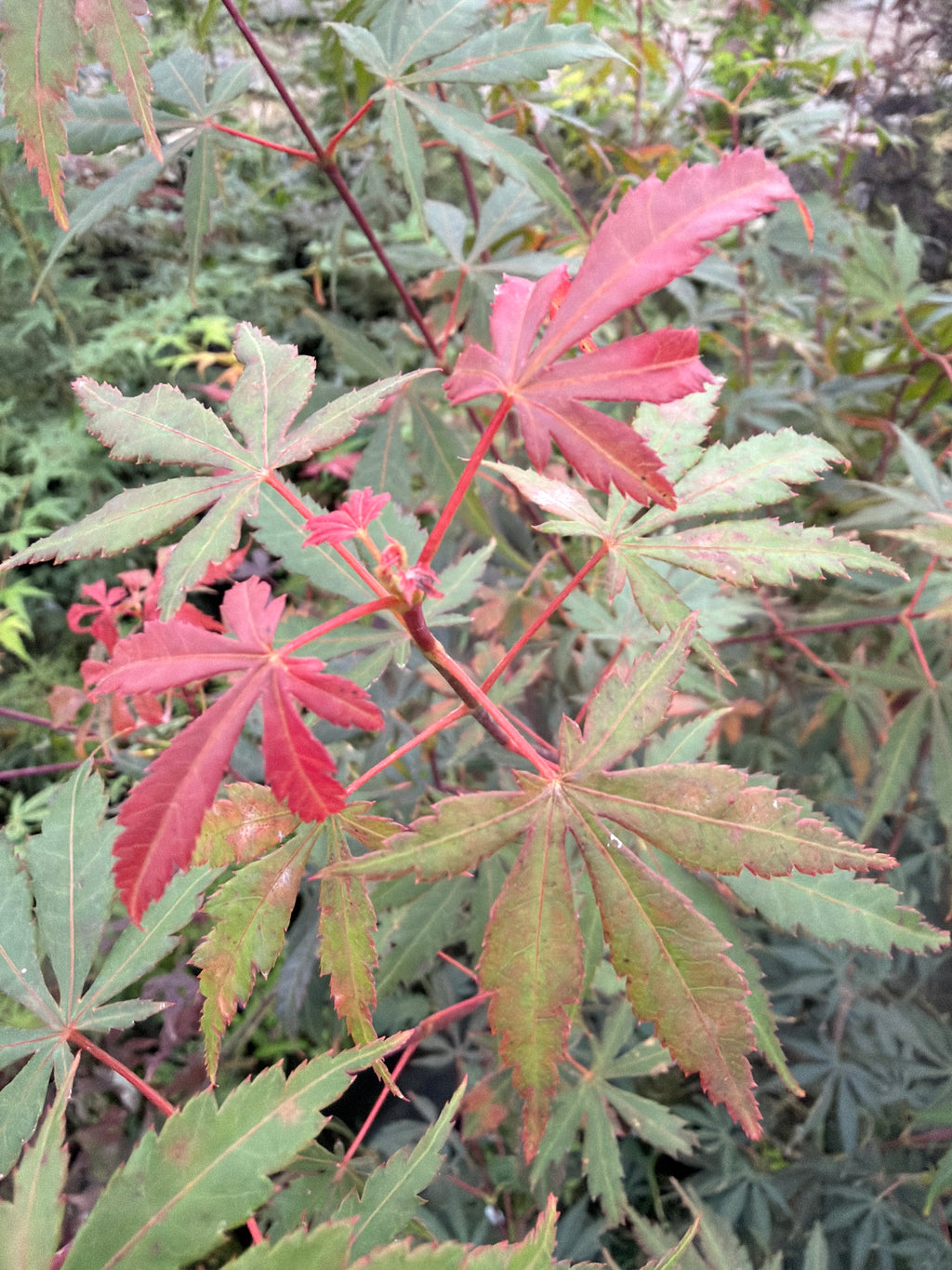 Chokei ji