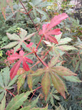 Chokei ji