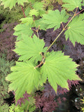 Taki no gawa