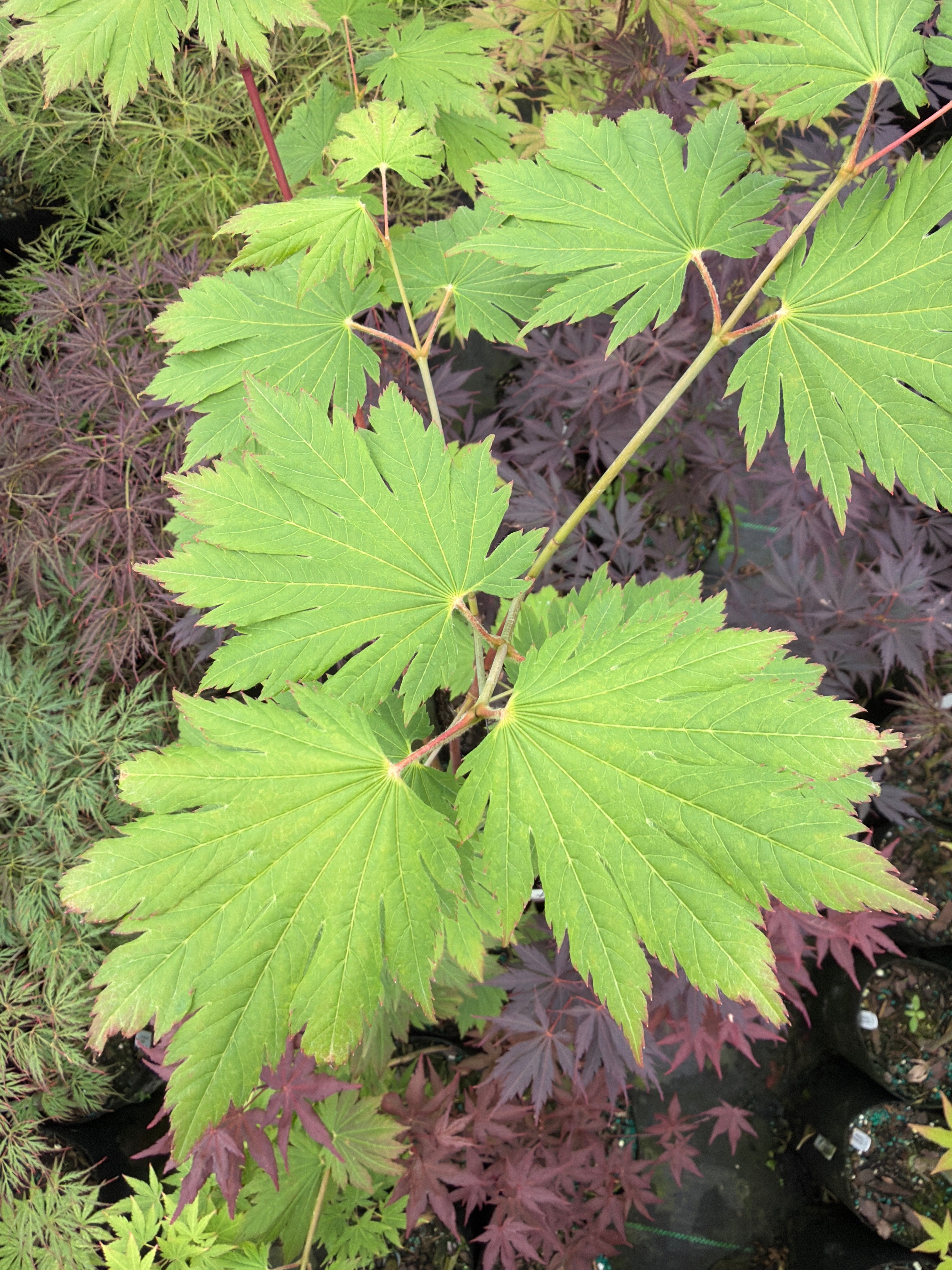 Taki no gawa