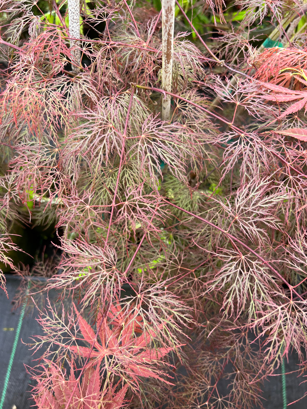 Red Filigree Lace – Moon Shadow Ornamentals
