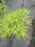 Kamagata