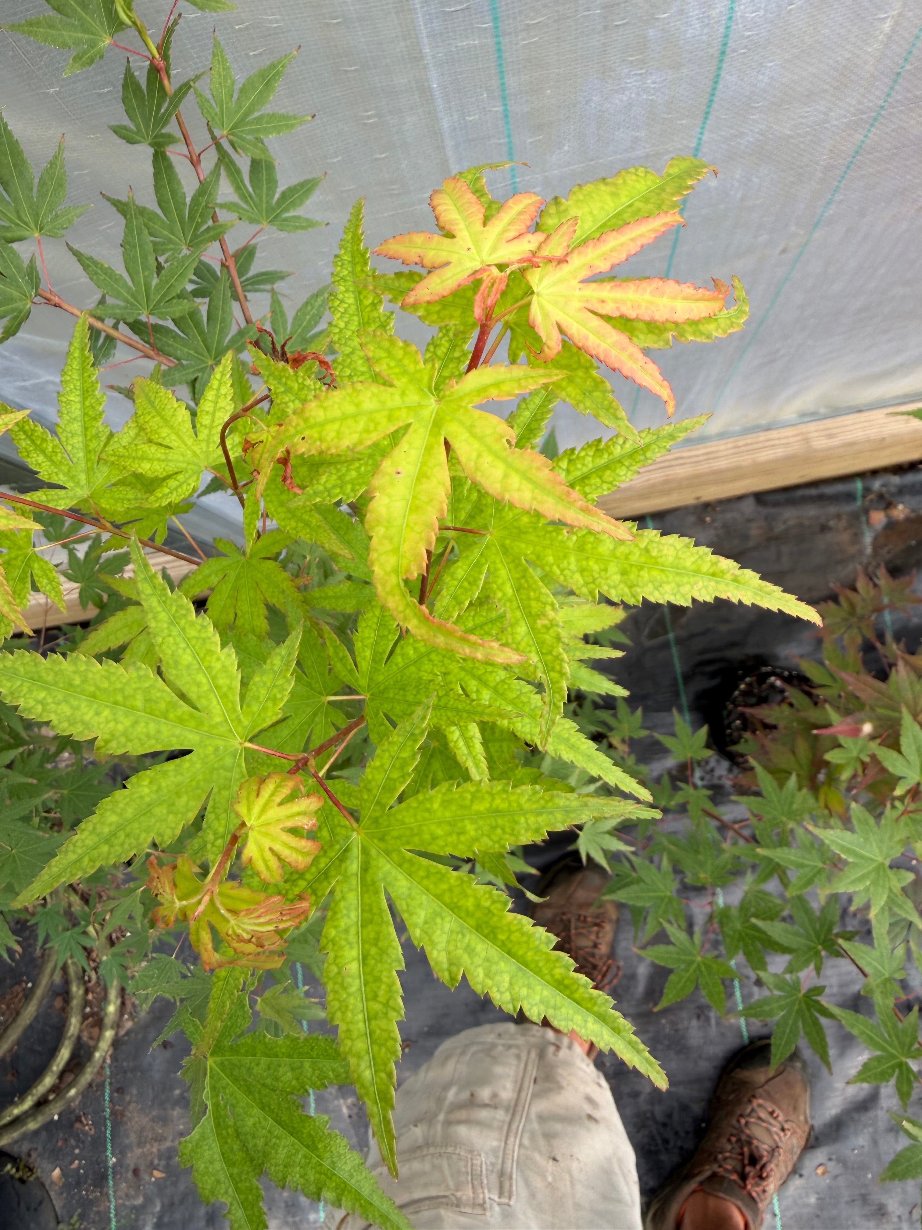 Japanese Maple Seedlings