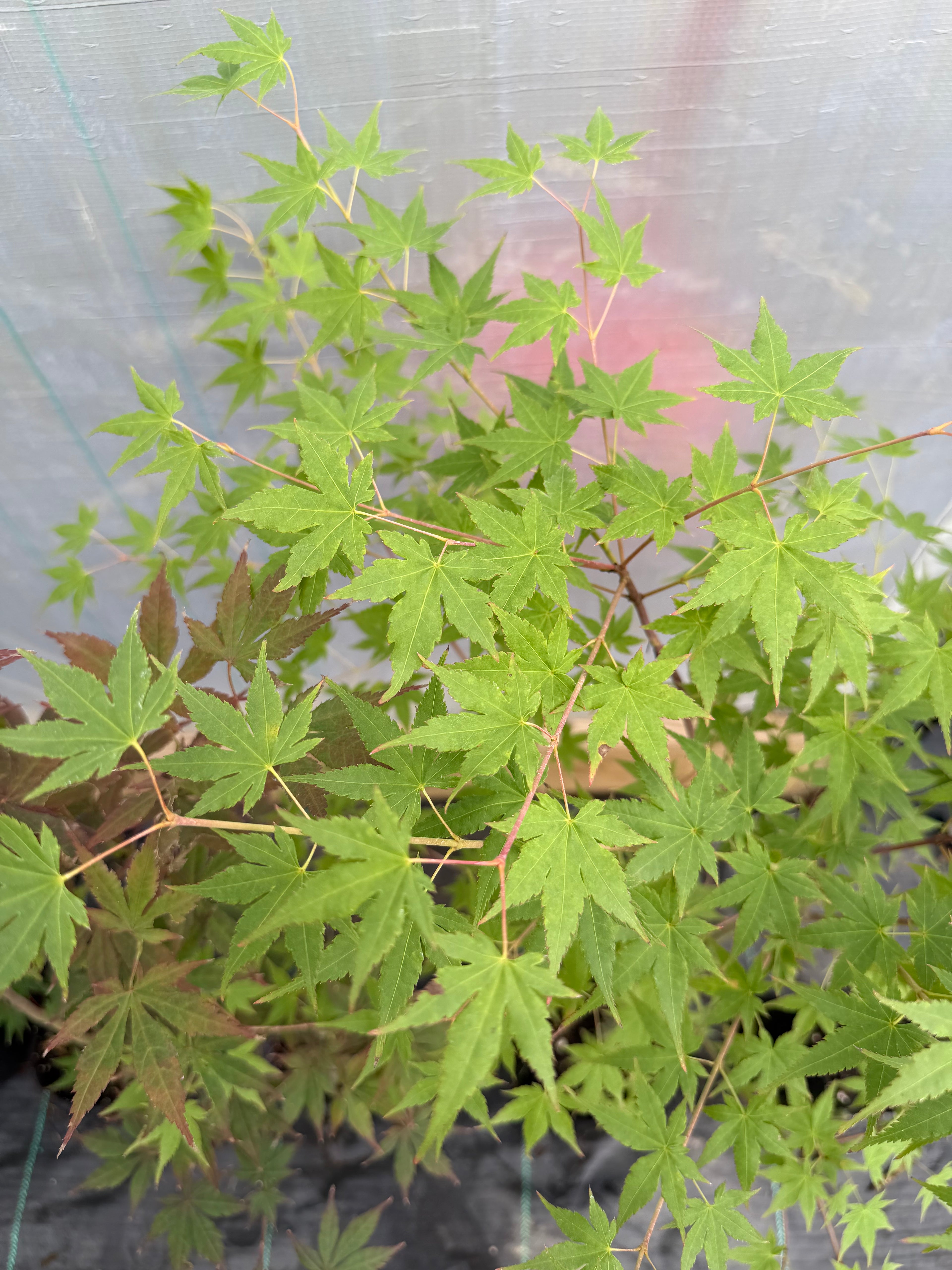 Japanese Maple Seedlings