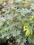 Coralinum
