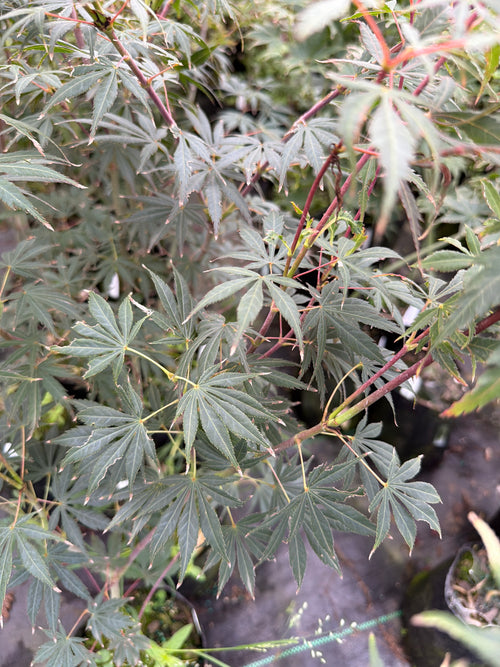 Chokei ji